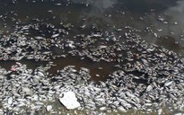 Cá nuôi lồng bè trên sông Chà Và tiếp tục chết hàng loạt