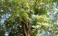 Cây trôm trên 100 tuổi được công nhận là cây di sản