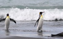 Cặp chim cánh cụt đồng tính được thỏa nguyện sống bên nhau