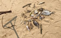 Vụ cá biển chết bất thường: Mua cá chết về ăn, người dân bị ngộ độc
