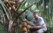 Làm giàu từ cây dừa Mã Lai