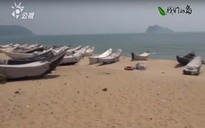 Phóng sự thảm họa cá chết Việt Nam rúng động Đài Loan