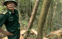 Công an và quân đội điều tra vụ phá rừng pơ mu
