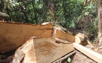 Điều tra nghi án phá rừng pơ mu ở Nghệ An