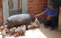 Tự tạo cơ hội: Thuần chủng heo rừng