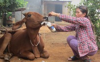 Khổ vì… dự án nuôi bò: Do cán bộ thôn làm sai quy trình