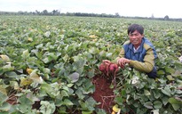 Tự tạo cơ hội: Làm giàu từ trồng khoai lang Nhật