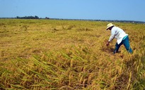 Sự độc quyền trong gặt lúa khiến nông dân khóc ròng