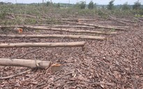 Bồi thường vụ chặt phá 10 ha rừng tràm của dân