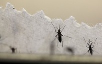 Malaysia tăng cường rà soát vi rút Zika