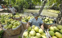 Mô hình 'hợp tác xã doanh nghiệp'