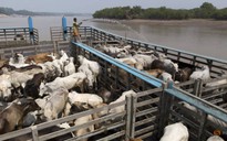 Mỹ cấm nhập khẩu thịt bò Brazil