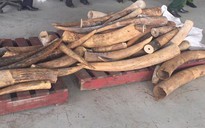 Bắt vụ vận chuyển hơn 2,7 tấn ngà voi trên xe tải