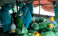 Phát hiện ổ dịch cúm gia cầm H5N1 ở Bạc Liêu
