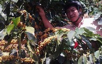 Tỉnh Lâm Đồng hiện có trên 160.000 ha cà phê