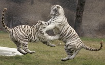 Hổ trắng vồ chết người chăm sóc ở Ấn Độ