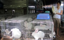 Làm giàu từ nuôi thỏ sinh sản