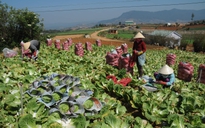 Năng suất lao động người Việt thua Lào