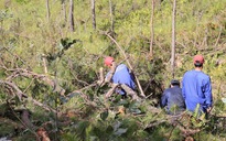 Bắt 5 người tham gia hủy hoại hơn 14 ha rừng