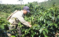 Trồng cà phê catimor để thoát nghèo bền vững