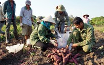 Bấp bênh giá nông sản Tây nguyên