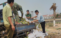 Vụ đồn biên phòng mật phục bắt '6 ký xoài' nhập lậu: Lỗi đánh máy tai hại