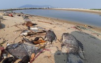 Cá chết nhiều nơi ở Đà Nẵng do nước ô nhiễm, thiếu ô xy