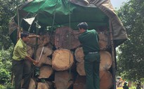 Lật lại vụ án gỗ lậu 'khủng' ở Gia Lai