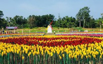 Biến rác thải nhựa thành vườn hoa tulip