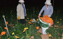 Bắt quả tang kẻ cắt trộm hàng ngàn cành hoa lily