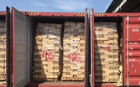 Giữ hơn 100 container gỗ xuất lậu trốn thuế