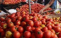 Vi rút đe dọa xóa sổ mùa cà chua tại Pháp
