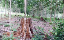 Khởi tố nguyên Giám đốc sở NN-PTNT Lâm Đồng cấp phép khai thác rừng trái luật