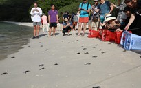 Rộn ràng mùa rùa sinh nở ở Côn Đảo