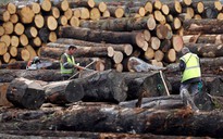 Trung Quốc ngừng nhập khẩu gỗ từ Úc