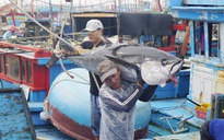Làng câu cá ngừ đại dương lớn nhất Đông Nam Á
