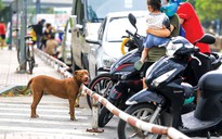 Bất an về nạn chó thả rông cắn người