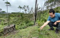 Phá gần 200 ha rừng thông để đổi lấy dự án mắc ca èo uột