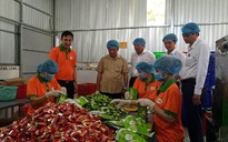 Khởi nghiệp sản phẩm dừa sáp thu tiền tỉ mỗi năm