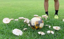 Nấm ‘khổng lồ’ mọc khắp sân vận động 19 tháng 8 Nha Trang