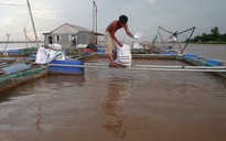 Đập thủy điện sông Mekong đe dọa dữ dội an ninh lương thực Việt Nam