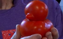 Quả cà chua có hình dáng con vịt