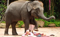 Dịch vụ ‘voi mát xa’ ở Thái Lan bị chỉ trích