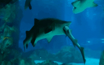 Cá mập lớn nuốt cá mập bé ở thủy cung