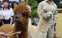 Lạc đà Alpaca lần đầu xuất hiện ở Thảo cầm viên Sài Gòn