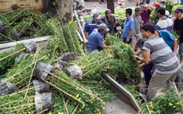 Trưa 30 Tết, người bán hoa ở Sài Gòn ngậm ngùi nhìn đào, cúc ‘ế’ lên xe rác