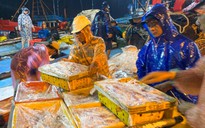 Ngư dân Đà Nẵng trắng đêm bốc cá lên bờ để kịp 'chạy' bão số 5