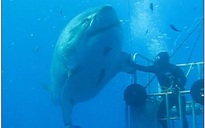 Sốt với cá mập trắng khổng lồ