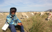 Đại bản doanh chăn nuôi cừu Ninh Thuận: Vất vả giữa mùa hạn gay gắt