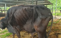 Đàn bò tót lai 'hàng hiếm' gầy trơ xương: Sở KH-CN Ninh Thuận nói gì ?